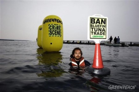 Atum azul no vermelho