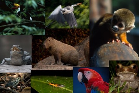 Azar também dos bichos