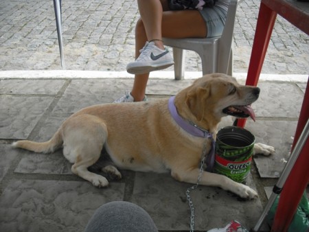 04/10/2010 - Dia Mundial dos Animais